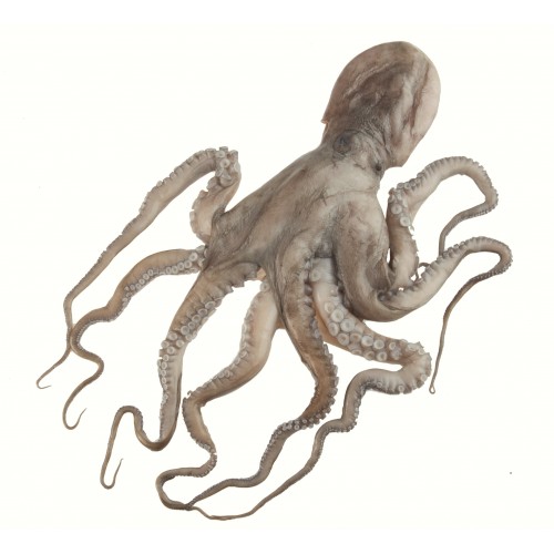 PULPO C  2/4