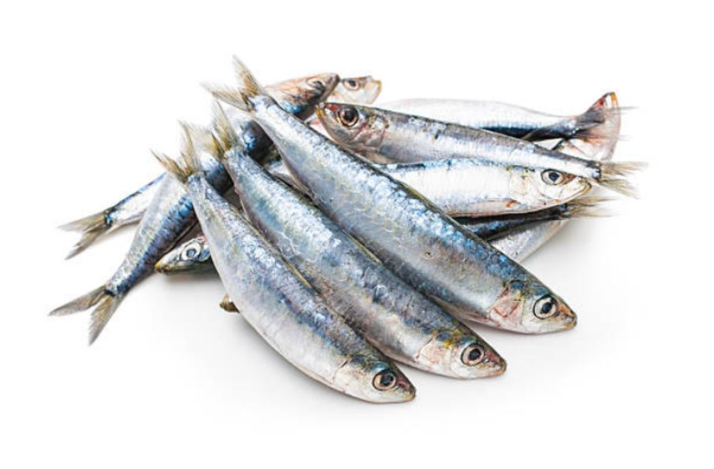 SARDINA NATURAL
