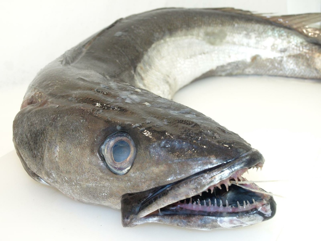 MERLUZA 