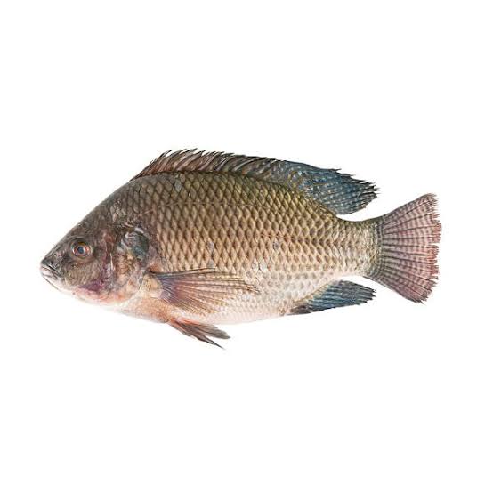 MOJARRA  400/600 GRS