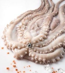 PULPO 4 UP E