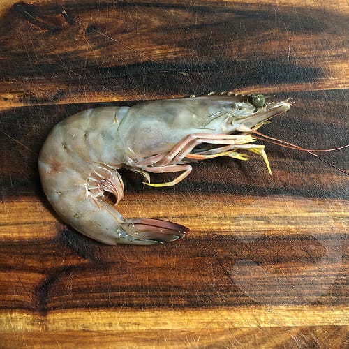  20/30 CAMARON