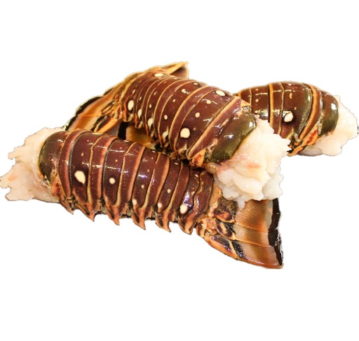 COLA DE LANGOSTA  (200-300)