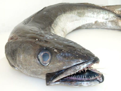 MERLUZA 