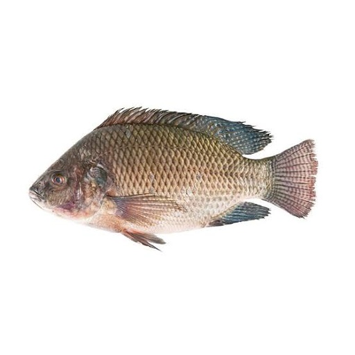 MOJARRA  400/600 GRS